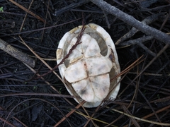 Kinosterninae