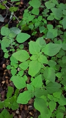 Parietaria floridana