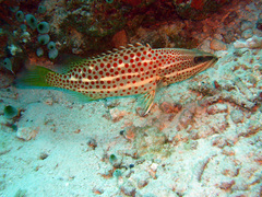 Anyperodon leucogrammicus