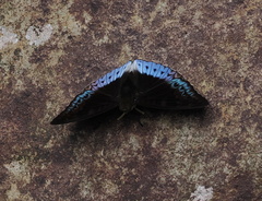 Lexias dirtea