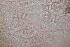 Ascobolus hawaiiensis