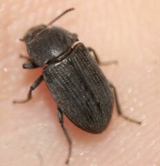 Blapstinus