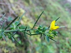 Genista falcata