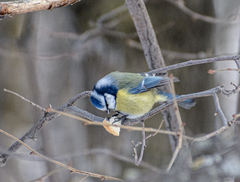Cyanistes caeruleus