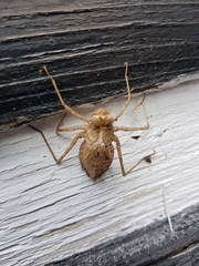 Macromia