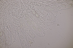 Ascobolus hawaiiensis
