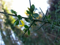 Genista falcata