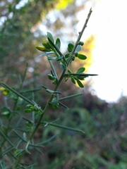 Genista falcata