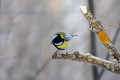 Parus major