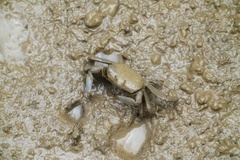 Macrophthalmus tomentosus