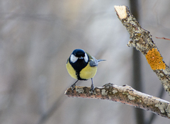 Parus major