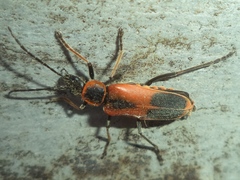 Chauliognathus limbicollis