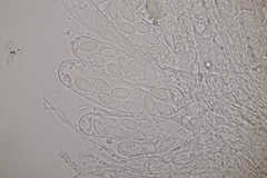 Ascobolus hawaiiensis