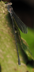 Devadatta