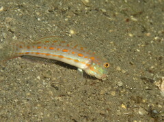 Valenciennea puellaris