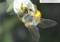 Andrena