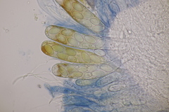 Ascobolus hawaiiensis
