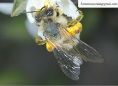 Andrena