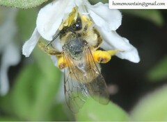 Andrena