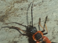 Chauliognathus limbicollis