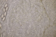 Ascobolus hawaiiensis