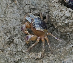 Sarmatium germaini