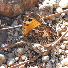 Hipparchia aristaeus