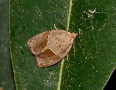 Clepsis dumicolana