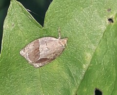 Clepsis dumicolana