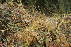Cuscuta