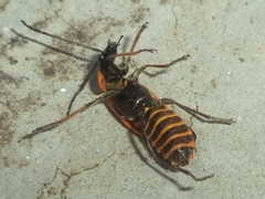 Chauliognathus limbicollis