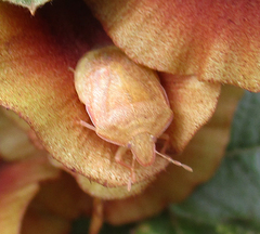 Humria bimaculicollis