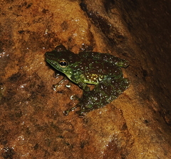 Staurois guttatus