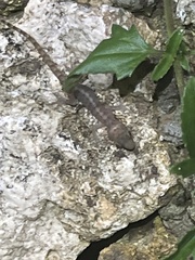 Cyrtodactylus