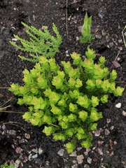 Chromolaena revoluta