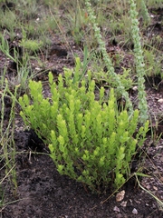 Chromolaena revoluta