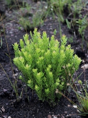 Chromolaena revoluta