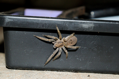 Centroctenus brevipes