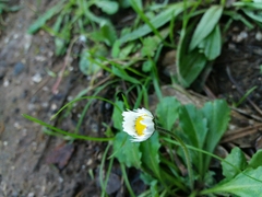 Bellis sylvestris
