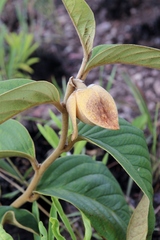 Annona monticola