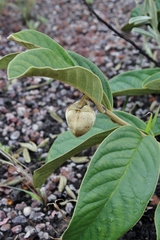 Annona monticola