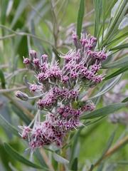 Disynaphia spathulata