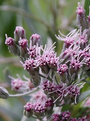 Disynaphia spathulata