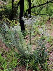 Disynaphia spathulata