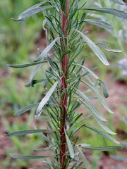 Disynaphia spathulata
