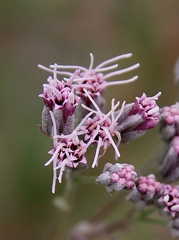 Disynaphia spathulata