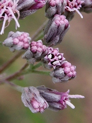 Disynaphia spathulata