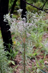 Disynaphia spathulata