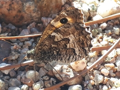 Hipparchia aristaeus