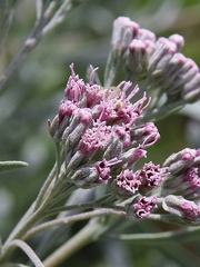 Disynaphia spathulata